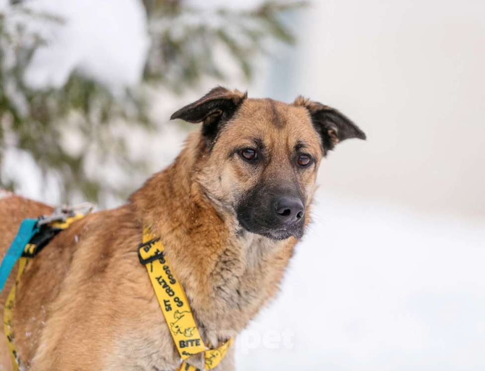 Собаки в Москве: Красотка Эмми в добрые руки! Девочка, Бесплатно - фото 2