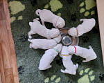 Собаки в Санкт-Петербурге: Щенки золотистого ретривера Мальчик, 70 000 руб. - фото 1