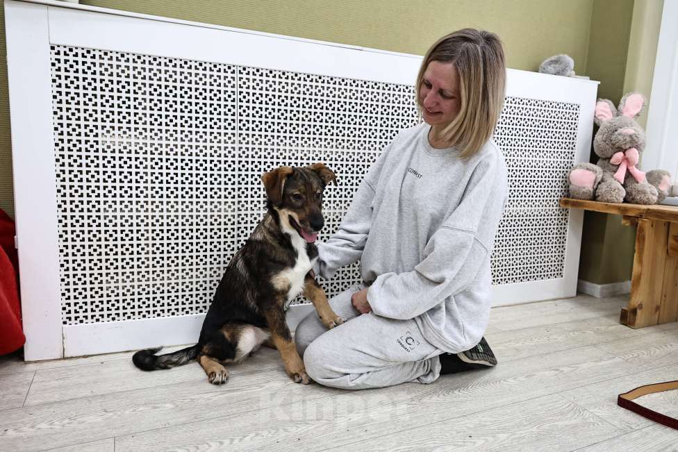 Собаки в Москве: Щенки бесплатно в Москве Девочка, Бесплатно - фото 8