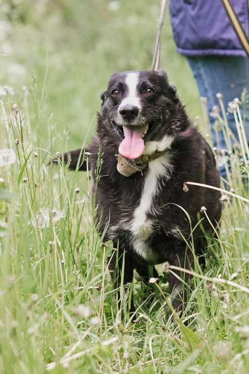 Собаки в Москве: Небольшой ласковый пёсик Джек в добрые руки Мальчик, Бесплатно - фото 7