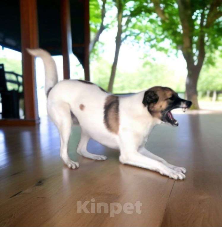 Собаки в Долгопрудном: Амурчик ищет добрый Дом и любящих хозяев Мальчик, Бесплатно - фото 6