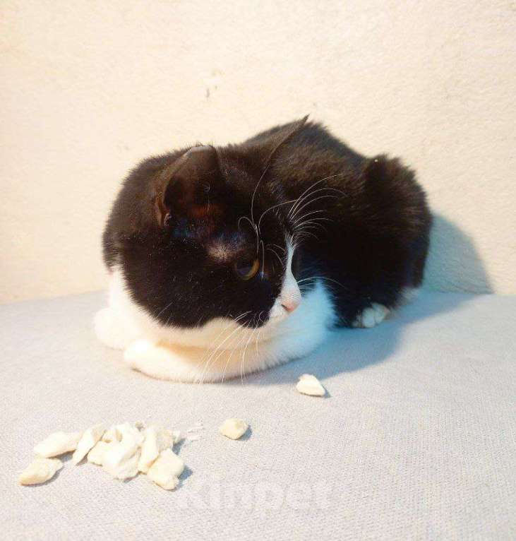 Кошки в Москве: котенок Софи ищет дом Девочка, Бесплатно - фото 3