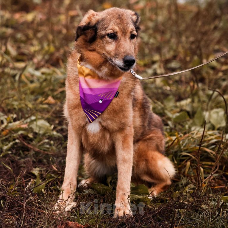 Собаки в Москве: Пожилая собака в добрые руки Девочка, Бесплатно - фото 5