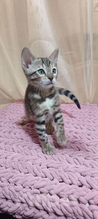 Кошки в других городах Свердловской области: Бенгальский котёнок Девочка, Бесплатно - фото 2