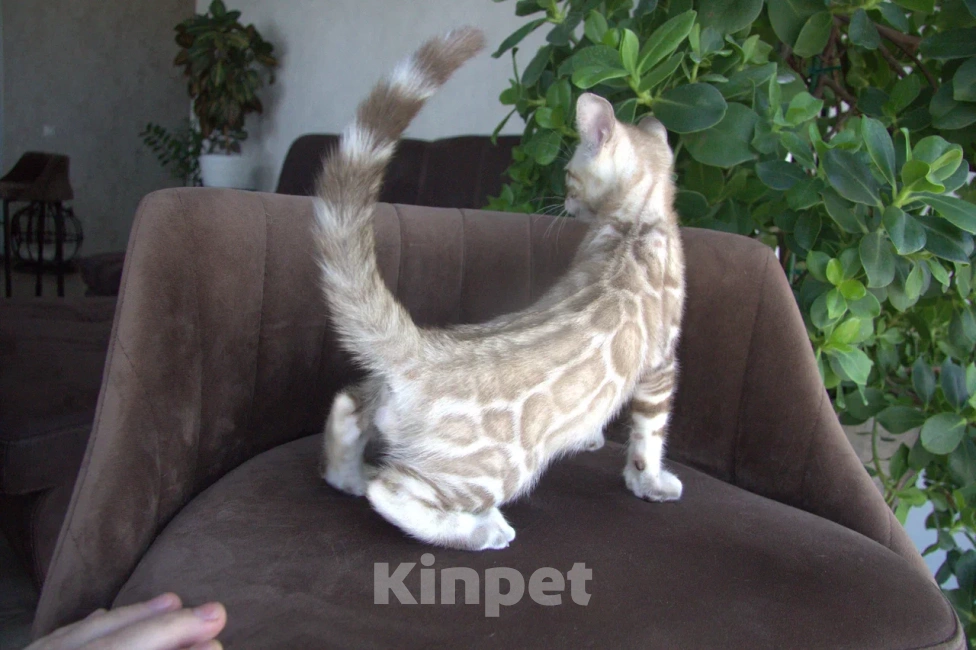 Кошки в Пушкино: Мальчик  минк Мальчик, Бесплатно - фото 2