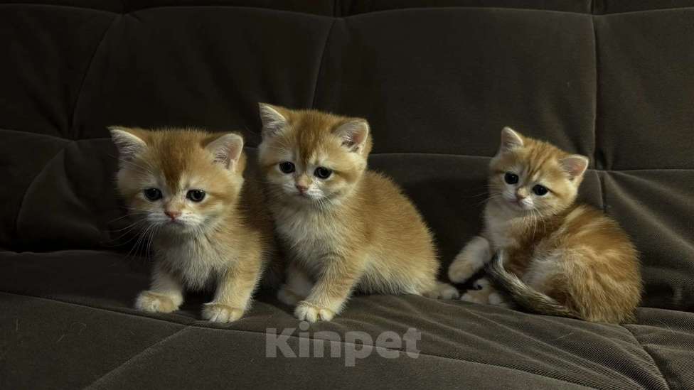 Кошки в Москве: Британская короткошерстная золотого окраса Разнополые, 30 000 руб. - фото 6