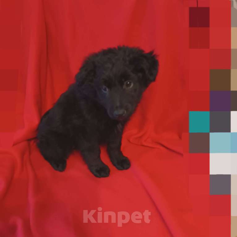 Собаки в Санкт-Петербурге: Щенок в добрые руки Мальчик, Бесплатно - фото 2