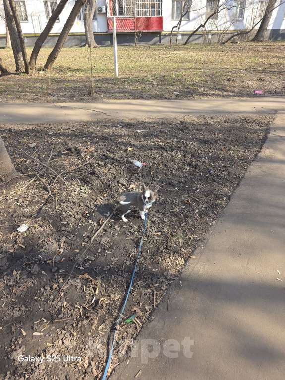 Собаки в Москве: Жизнь слишком коротка, чтобы прожить её без собаки Мальчик, 40 000 руб. - фото 6