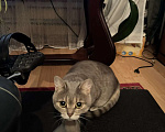 Кошки в Москве: Отдадим в добрые руки кошку. Девочка, Бесплатно - фото 1