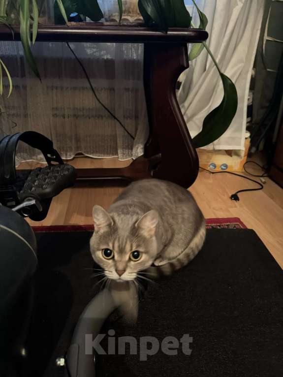 Кошки в Москве: Отдадим в добрые руки кошку. Девочка, Бесплатно - фото 1