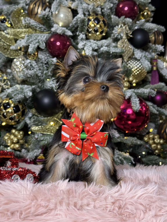 Собаки в Москве: Йоркширский терьер мальчик  Мальчик, 55 000 руб. - фото 3