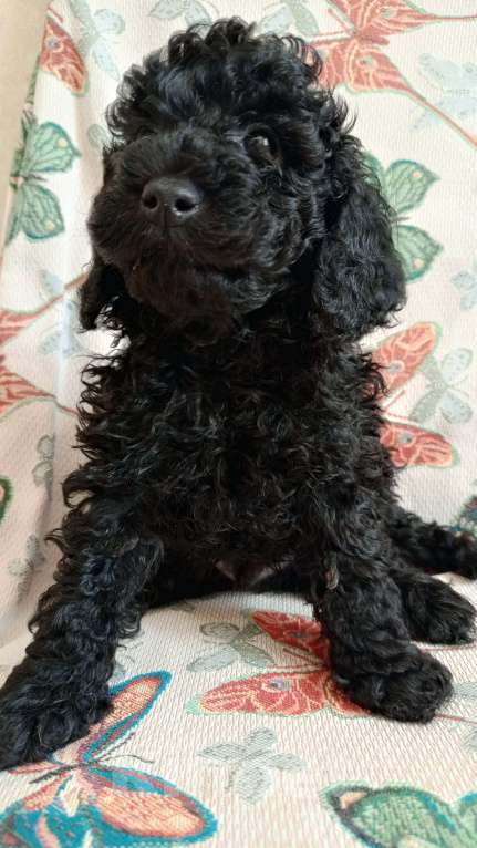 Собаки в Чайковском: Щенки той пуделя Разнополые, 30 000 руб. - фото 4