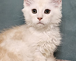 Кошки в Мытищах: Котенок Мейн-кун Мальчик, 50 000 руб. - фото 2