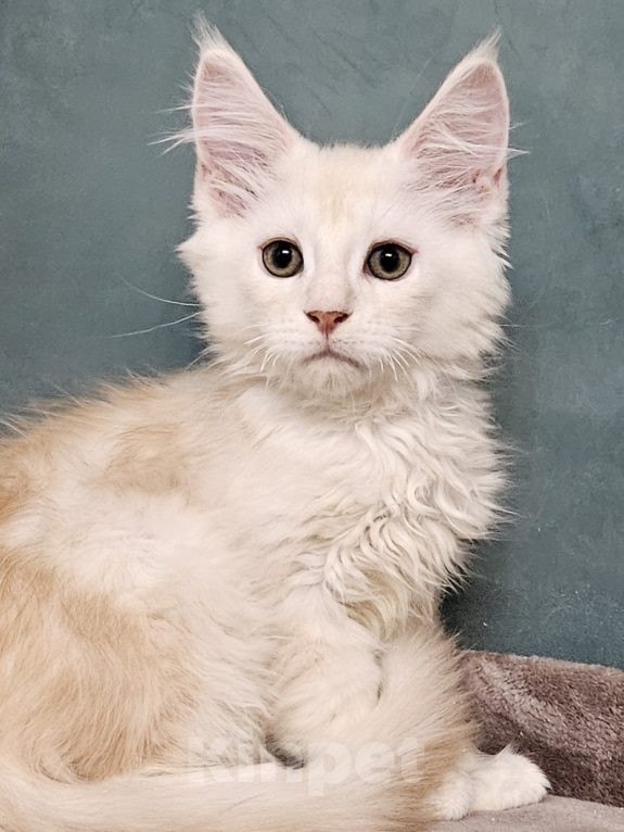 Кошки в Мытищах: Котенок Мейн-кун Мальчик, 50 000 руб. - фото 2
