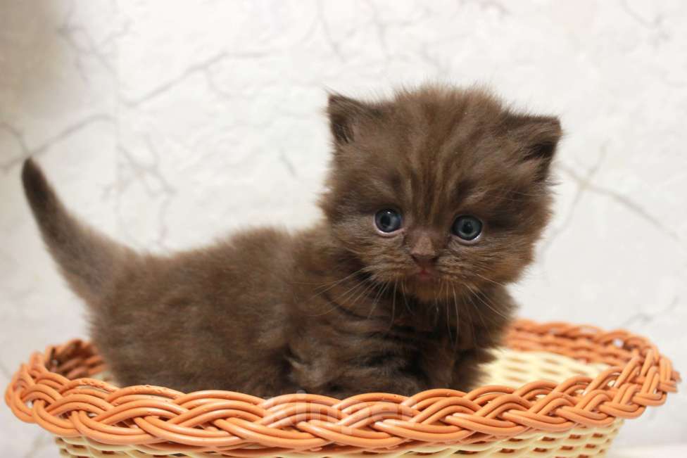Кошки в Санкт-Петербурге: Шоколадный шотландский прямоухий котик  Мальчик, 50 000 руб. - фото 2