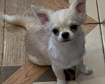 Собаки в Москве: Чихуахуа мальчик  Мальчик, 33 000 руб. - фото 2