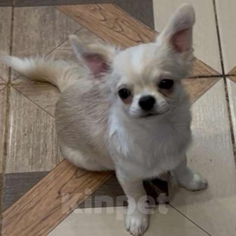 Собаки в Москве: Чихуахуа мальчик  Мальчик, 33 000 руб. - фото 2