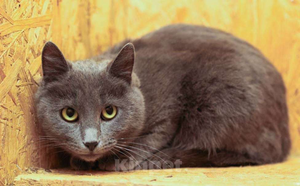 Кошки в других городах Московской области: Шеба ищет дом Девочка, 10 руб. - фото 6