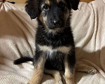 Собаки в Пушкино: Щенок девочка ищет дом! Девочка, Бесплатно - фото 5