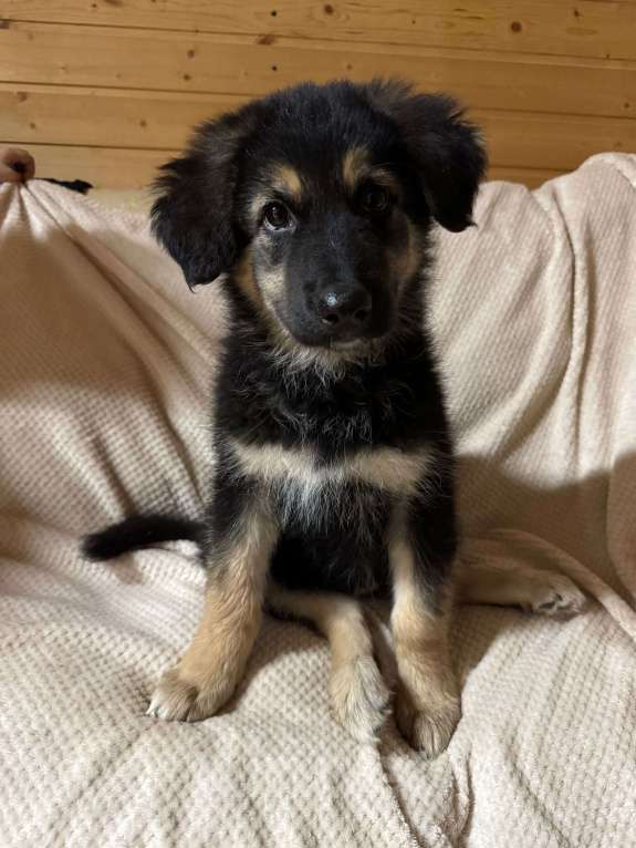 Собаки в Пушкино: Щенок девочка ищет дом! Девочка, Бесплатно - фото 5