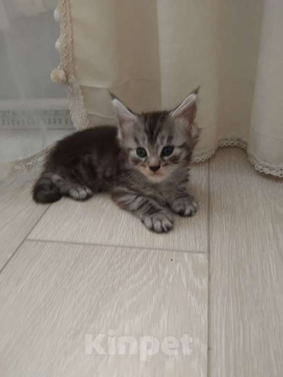 Кошки в Ставрополе: Алекс Мальчик, 20 000 руб. - фото 5