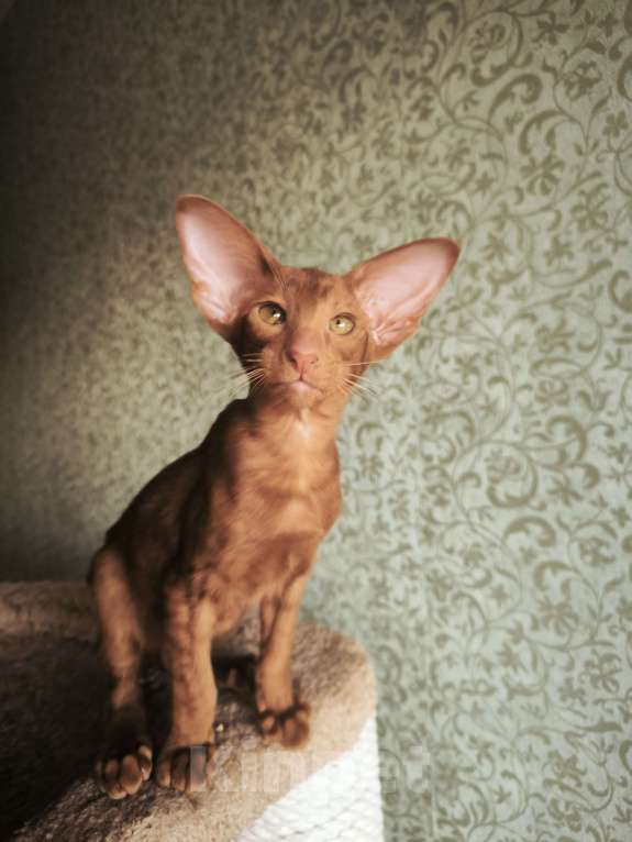 Кошки в Москве: Ориентальные котята в Москве. привитые Девочка, 70 000 руб. - фото 5