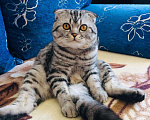 Кошки в Стерлитамаке: Вязка, кот, 1 000 руб. - фото 1