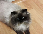 Кошки в Новокубанске: Кот на вязку, 2 000 руб. - фото 1