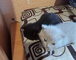 Кошки в Климовске: Котята Девочка, Бесплатно - фото 1