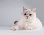 Кошки в Москве: британский котенок Девочка, 10 000 руб. - фото 1