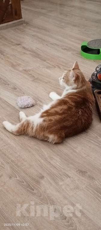 Кошки в Волгограде: Курильский бобтейл Корниола Девочка, 1 000 руб. - фото 3