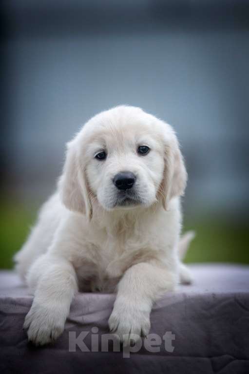 Собаки в Москве: Щенок золотистого ретривера  Мальчик, 75 000 руб. - фото 1