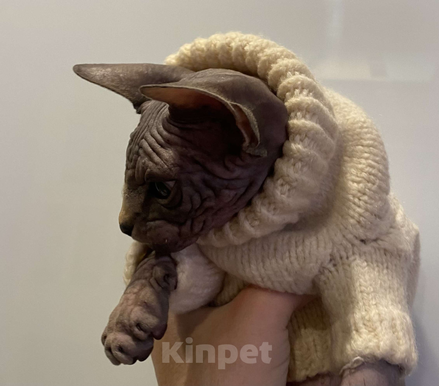 Кошки в Москве: Брутальность и нежность в одном котёнке Мальчик, 45 000 руб. - фото 5