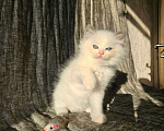 Кошки в Владивостоке: Bambie Мальчик, 65 000 руб. - фото 10