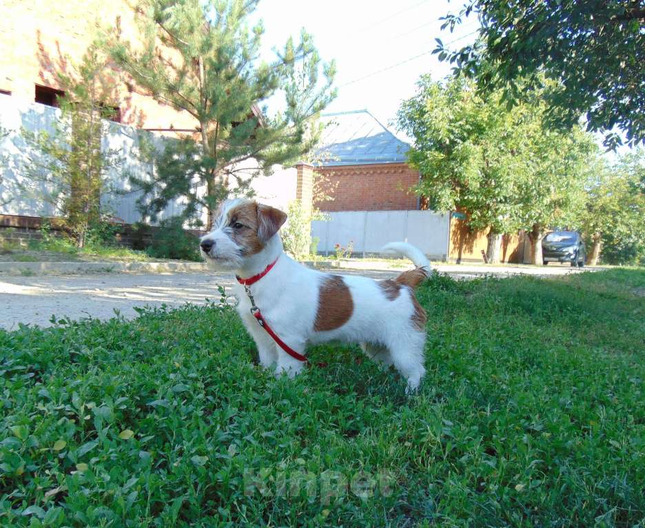 Собаки в Москве: Высокопородный щенок Джек Рассел терьера брокен Девочка, Бесплатно - фото 4