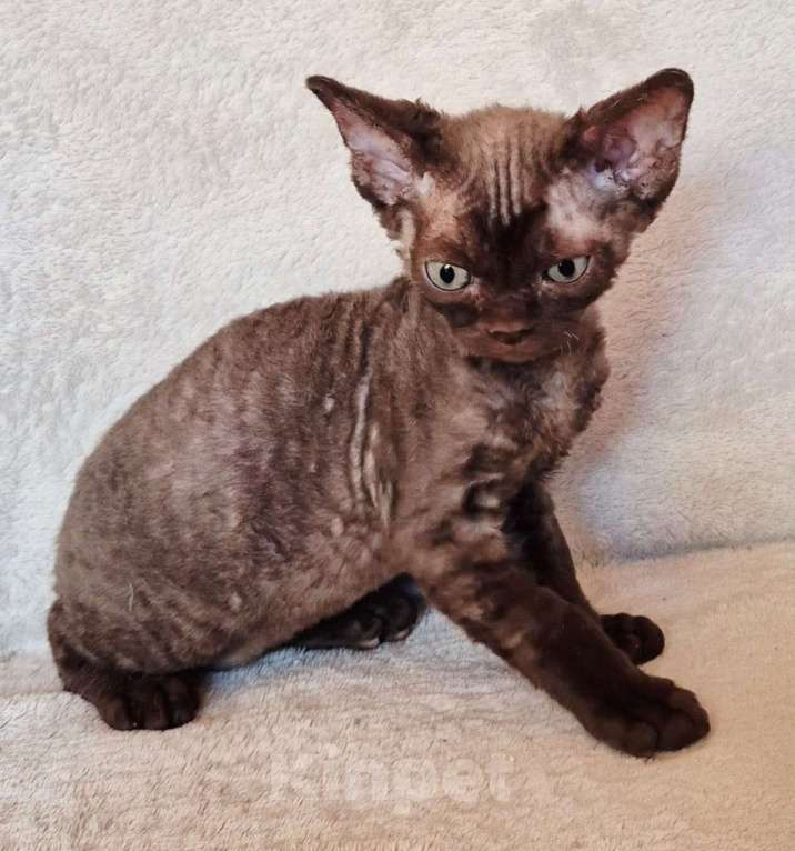 Кошки в Москве: Шоколадный мальчик  Мальчик, 70 000 руб. - фото 2