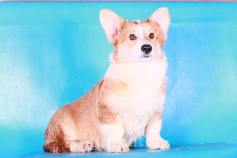 Собаки в Москве: вельш корги пемброк щенки Мальчик, 70 000 руб. - фото 9