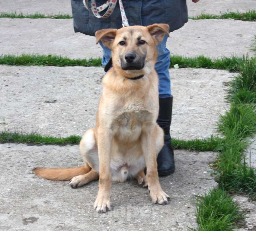 Собаки в Москве: Умный, жизнерадостный, добрый подросток Рэм в поисках своей родной семьи  Мальчик, Бесплатно - фото 9