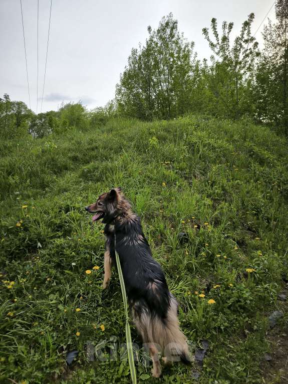 Собаки в Балашихе: Очаровательный метис овчарки Мирон ищет семью Мальчик, Бесплатно - фото 5