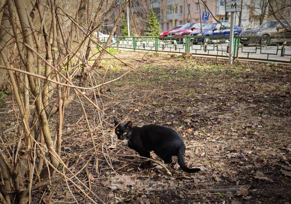 Кошки в Москве: Крошик ищет дом Мальчик, 1 руб. - фото 5