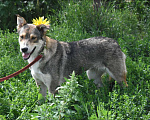 Собаки в Раменском: Чара в поисках дома и ответственных хозяев  Девочка, Бесплатно - фото 3
