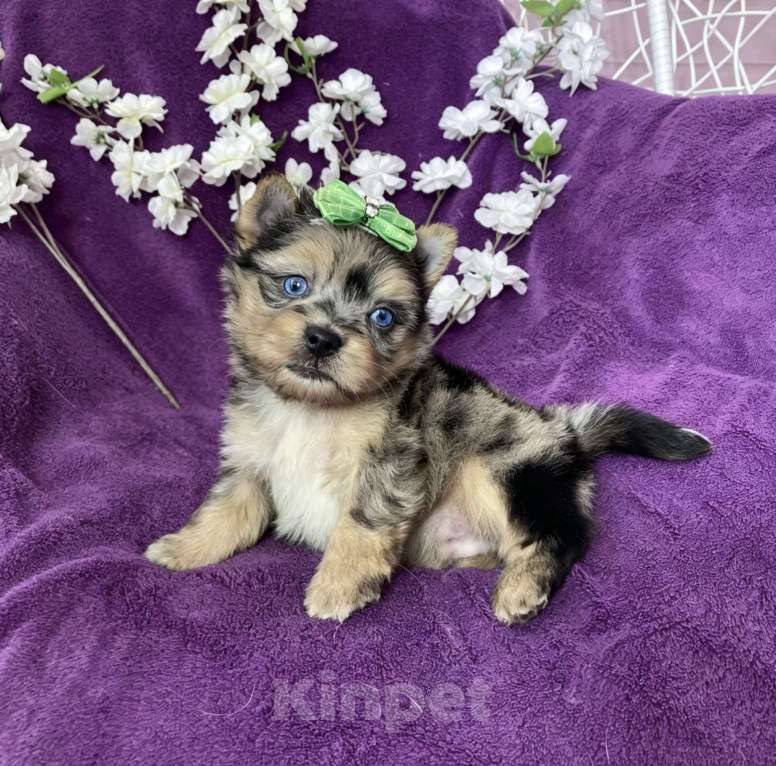 Собаки в Москве: Йорк с двумя синими глазами мальчик мерле Мальчик, 120 000 руб. - фото 6