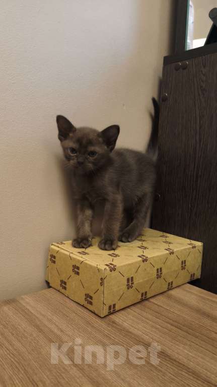 Кошки в Москве: Бурманский котёнок Мальчик, 25 000 руб. - фото 1