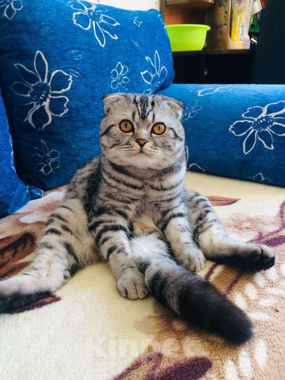 Кошки в Стерлитамаке: Вязка, кот, 1 000 руб. - фото 1