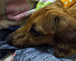Собаки в Краснодаре: Нашел собачку породы такса Девочка, Бесплатно - фото 2