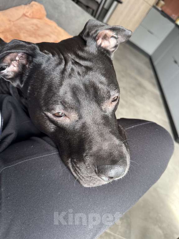 Собаки в Москве: Отдам в добрые руки Мальчик, Бесплатно - фото 5