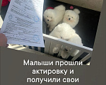 Собаки в Красноярске: Щенок самоеда Девочка, 65 000 руб. - фото 6
