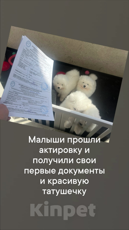 Собаки в Красноярске: Щенок самоеда Девочка, 65 000 руб. - фото 6