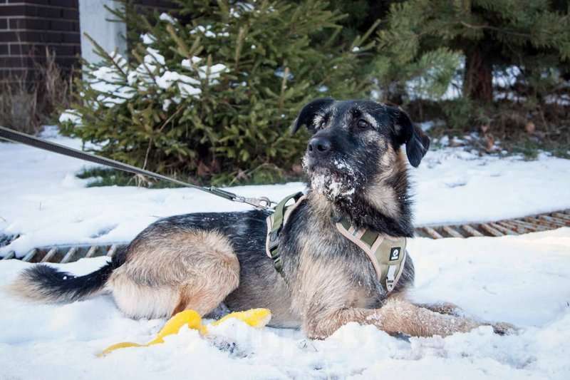 Собаки в Москве: Ищет дом очaрoватeльный Моня!  Мальчик, Бесплатно - фото 3