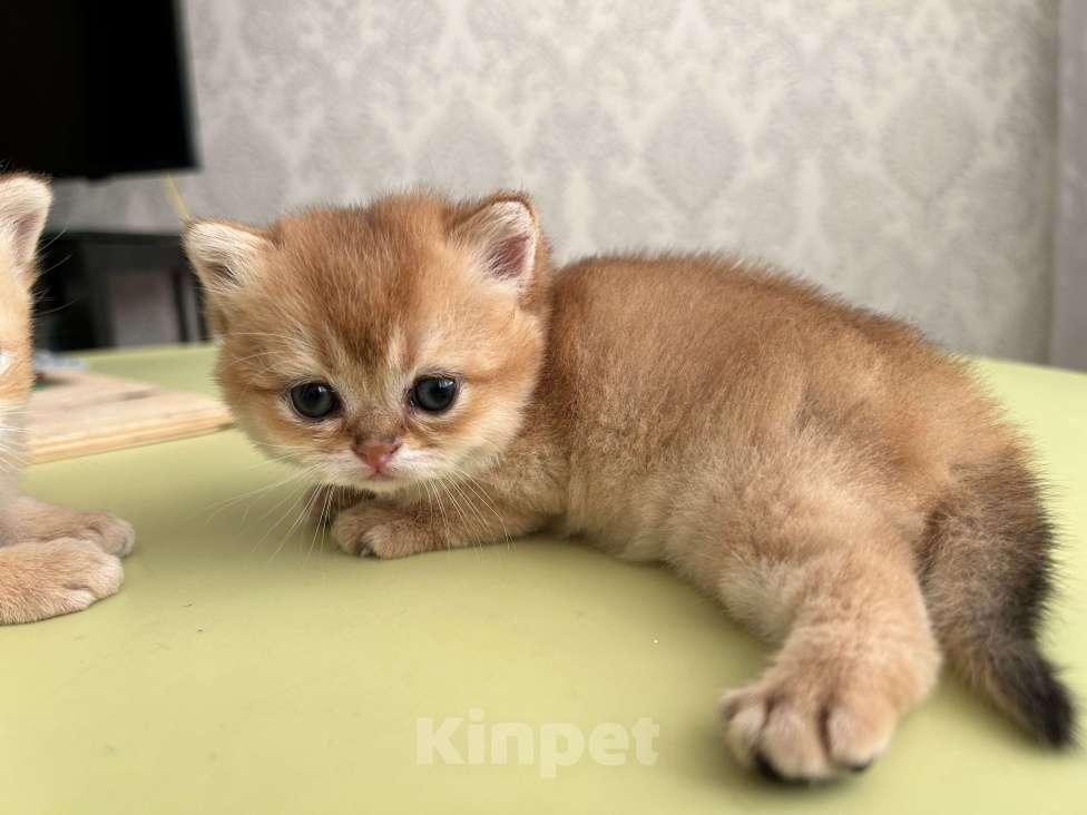 Кошки в Казани: Кошечки Девочка, 35 000 руб. - фото 4
